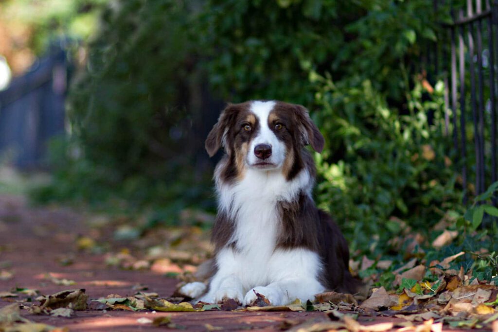 beautiful-dog-posing-on-sidewalk