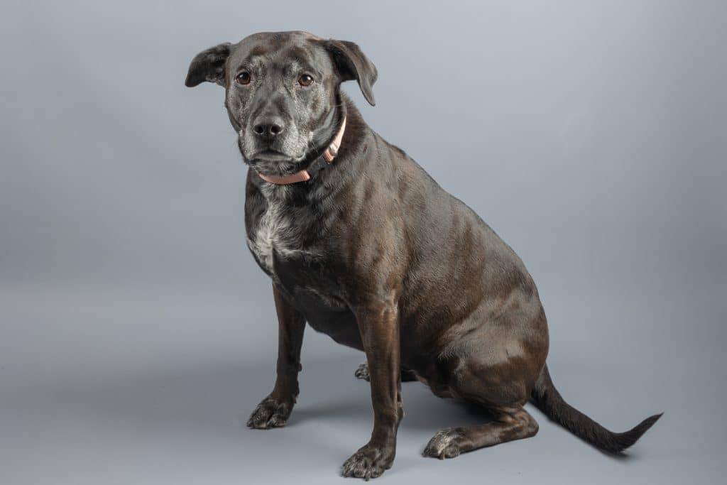 Labrador Retriever Mix Professional Dog Studio Photography