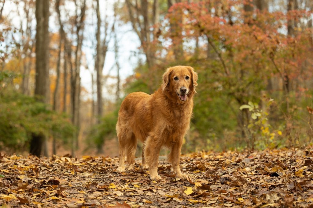 golden-retriever-professional-dog-photography-westchester-ny