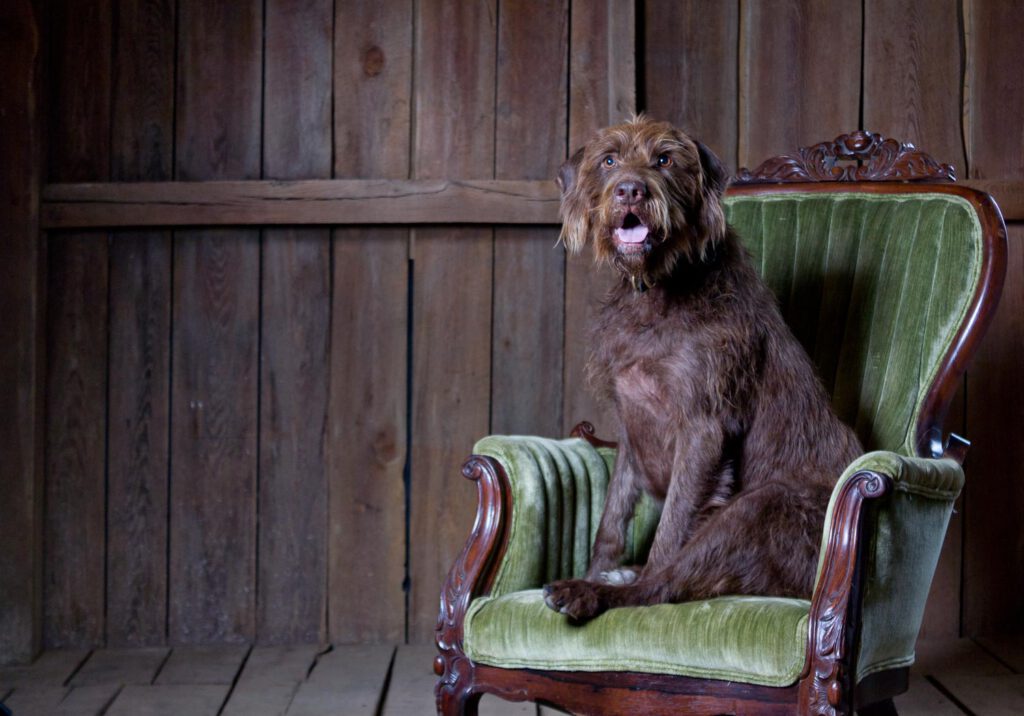 labradoodle-sitting-on-chair-posing