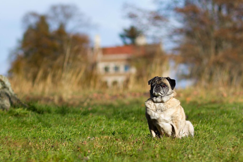 pug-at-waverny-dog-park-in-connecticut