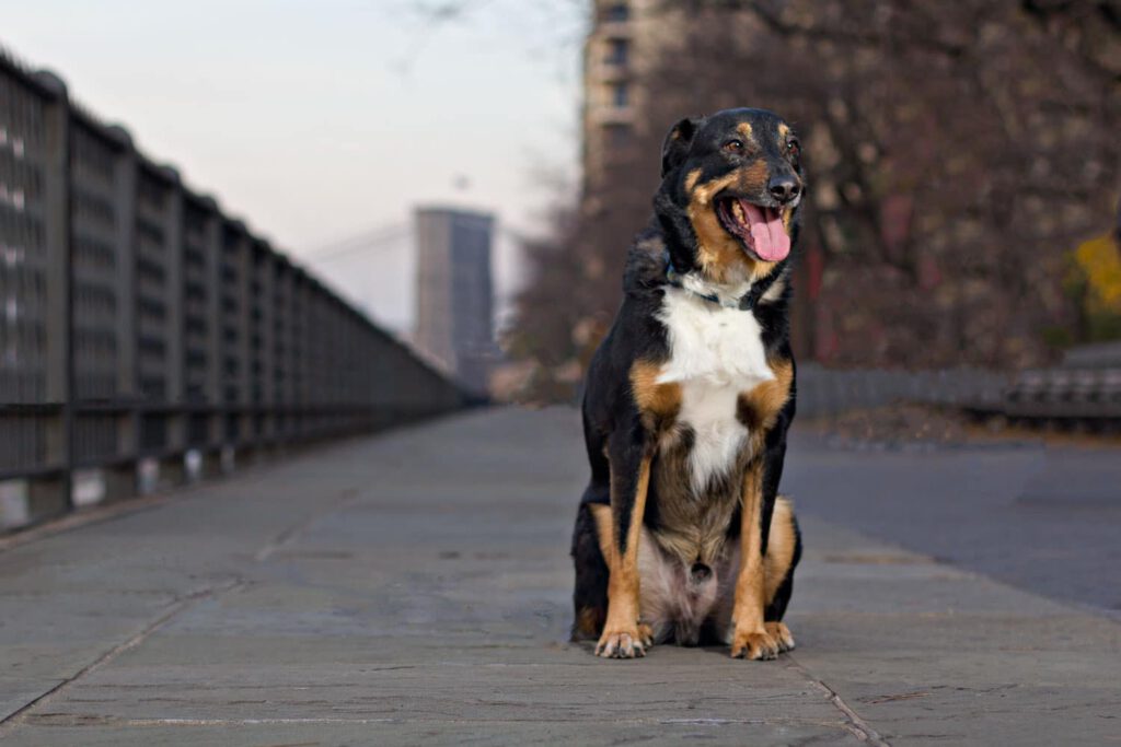 rottweiler-dog-photograph-in-brooklyn